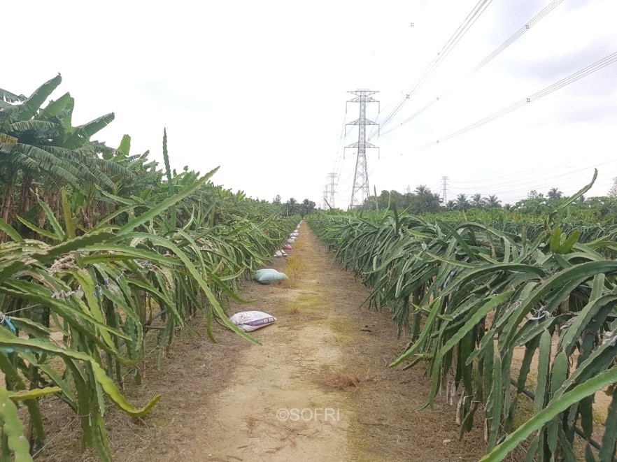 bón phân cho thanh long trồng giàn_1674034962.jpg